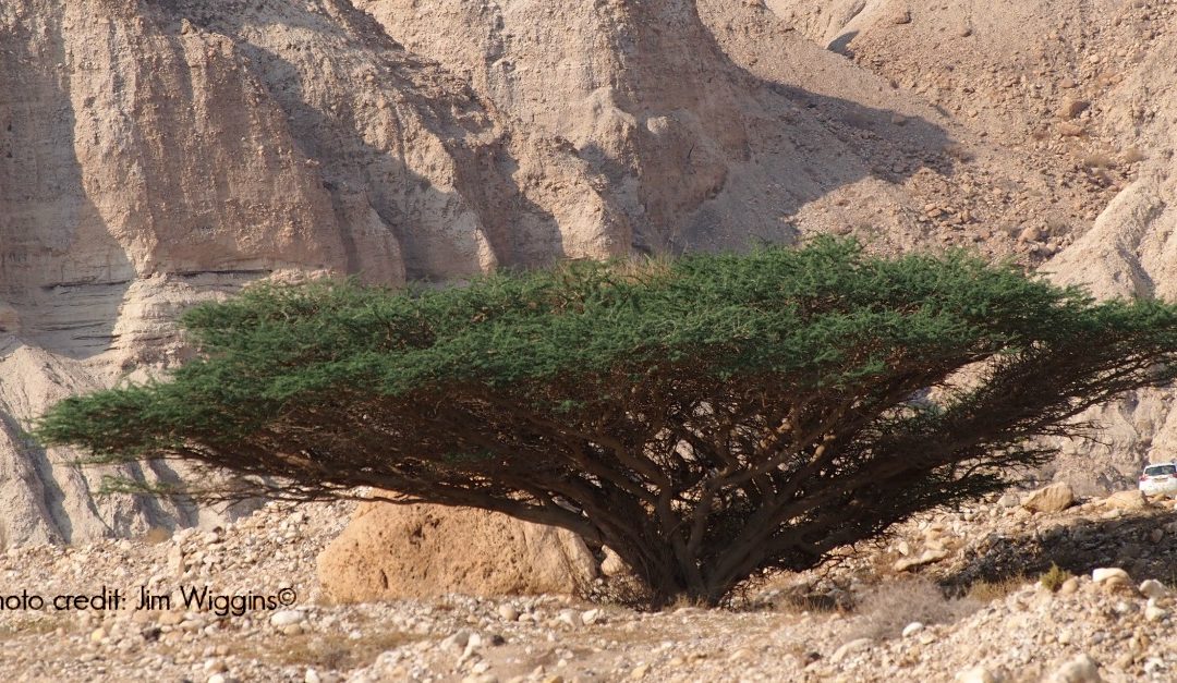 Nature’s Resilience