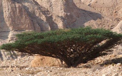 Nature’s Resilience