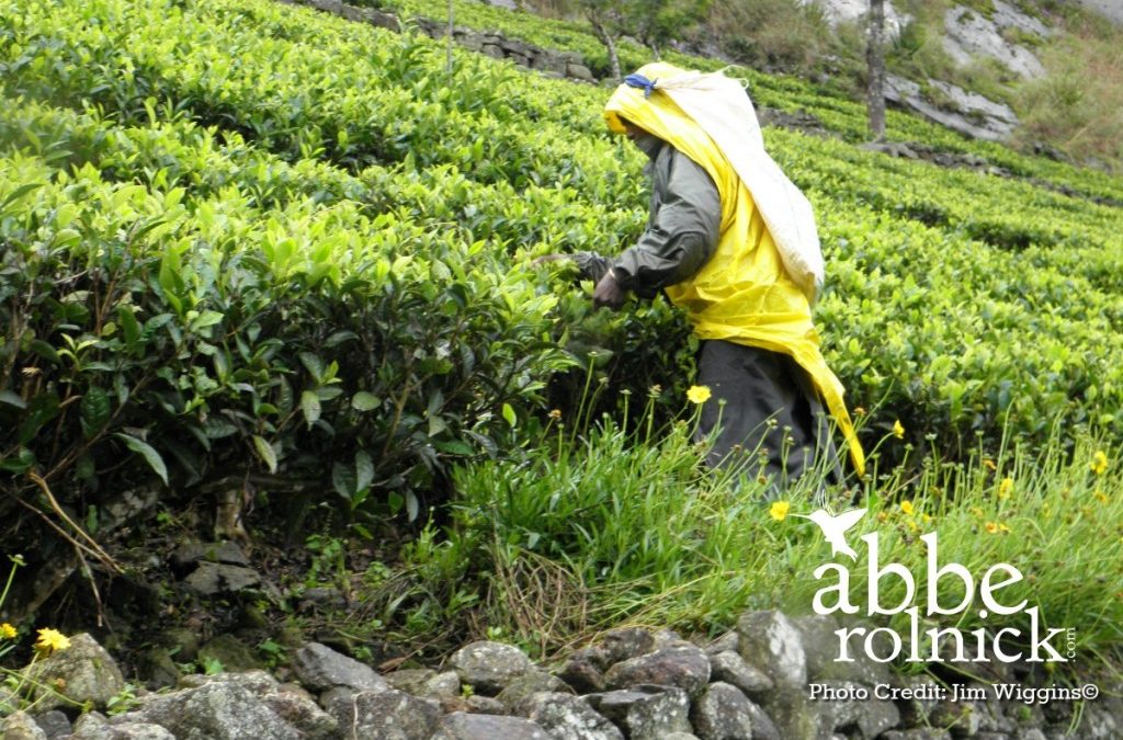 What You Will See and Hear