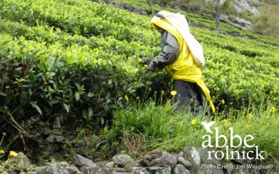 What You Will See and Hear