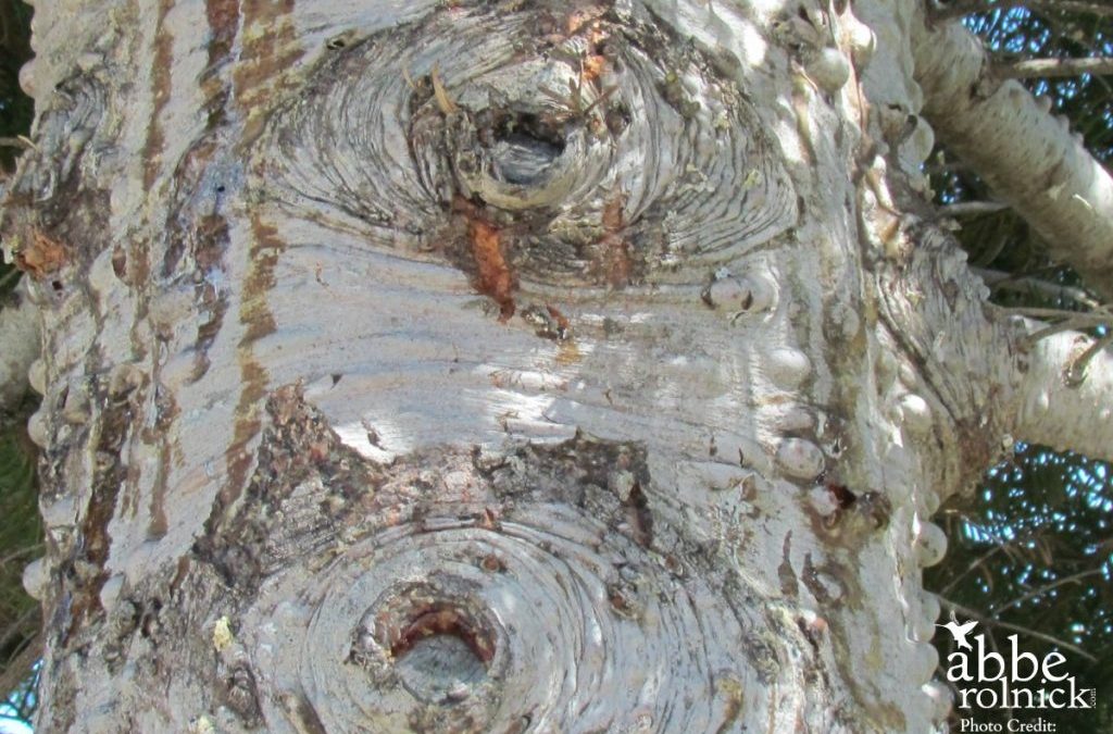 Tree Eyes