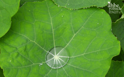 Raindrops Traveling Through a Cloud