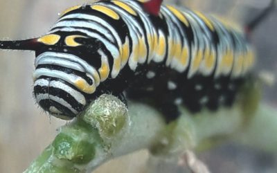 Metamorphosis: Beginning, Ending, Beginning