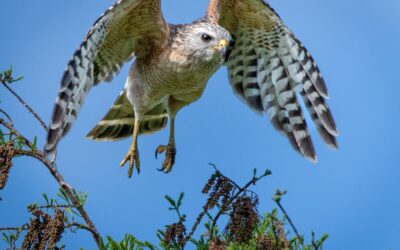 IN-Joy: The fullness of the moment