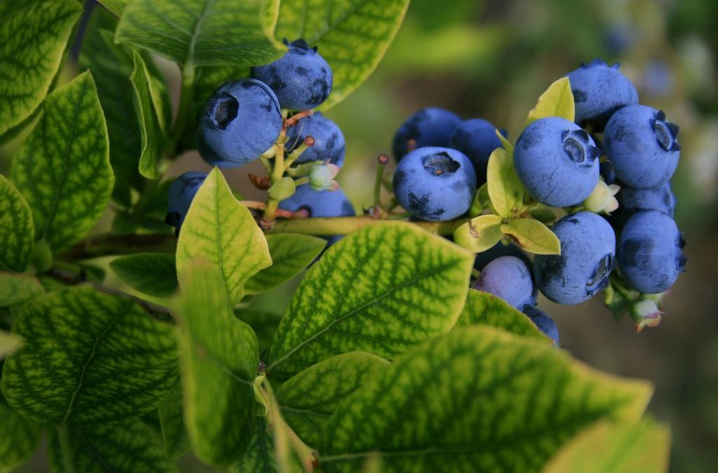 Hunger and Awareness: Share the Blueberries