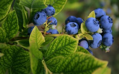 Hunger and Awareness: Share the Blueberries