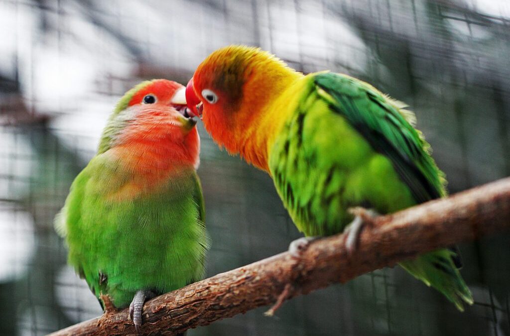 The First Kiss