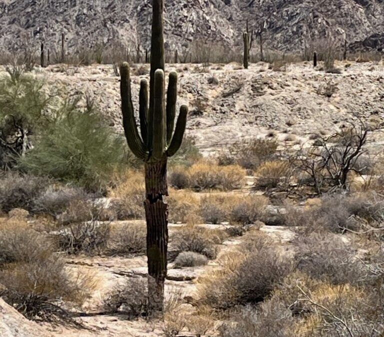Desert Jewels- Abbe’s Ruminations